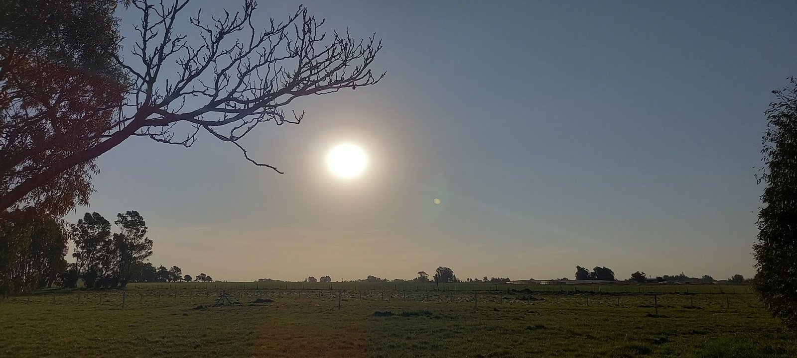 Campo abierto bonaerense con el sol alto sobre la pastura.