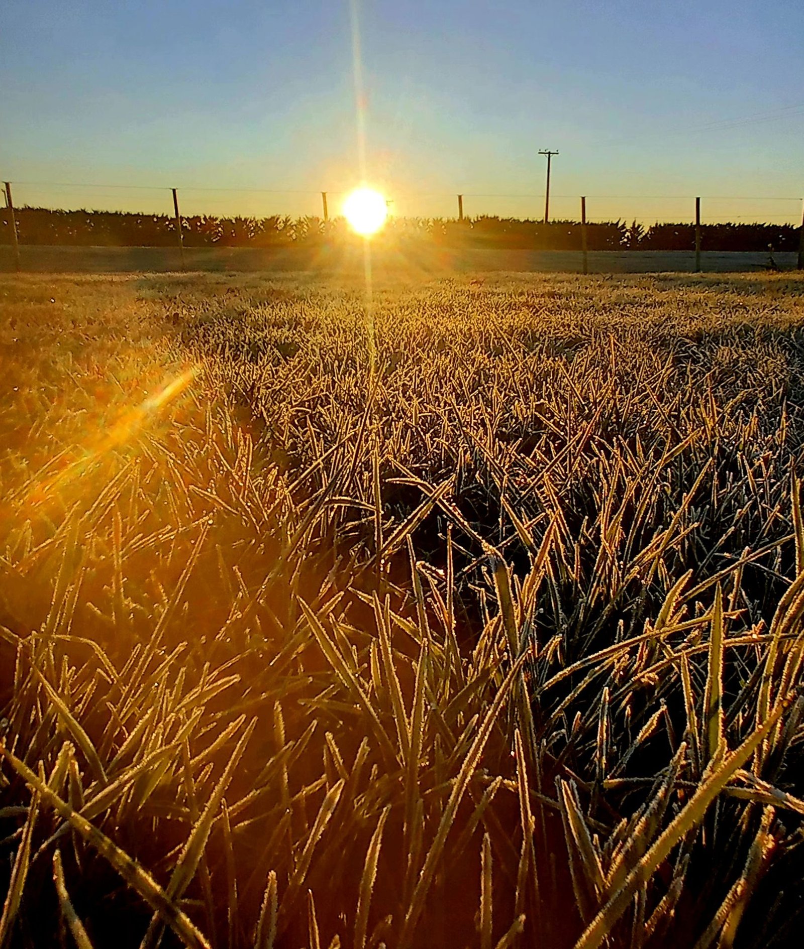 Salida del sol sobre un lote de trigo cubierto de escarcha.