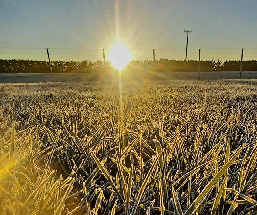 Trigo con escarcha al amanecer en el sudeste bonaerense.